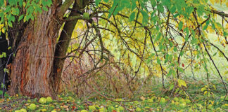 Osage orange bark