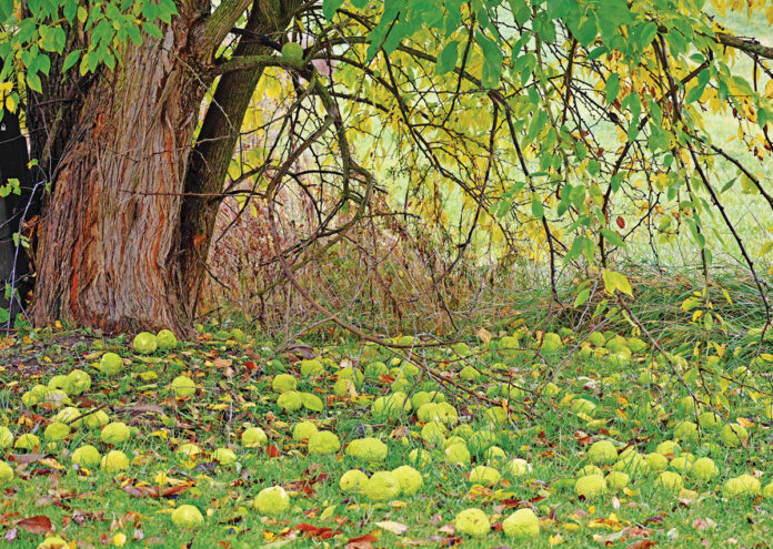 Osage orange bark Osage orange bark