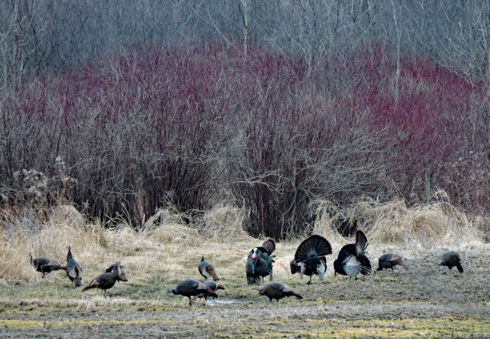 Tom turkeys put on a show Tom turkeys put on a show