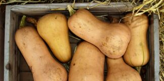 butternut squash