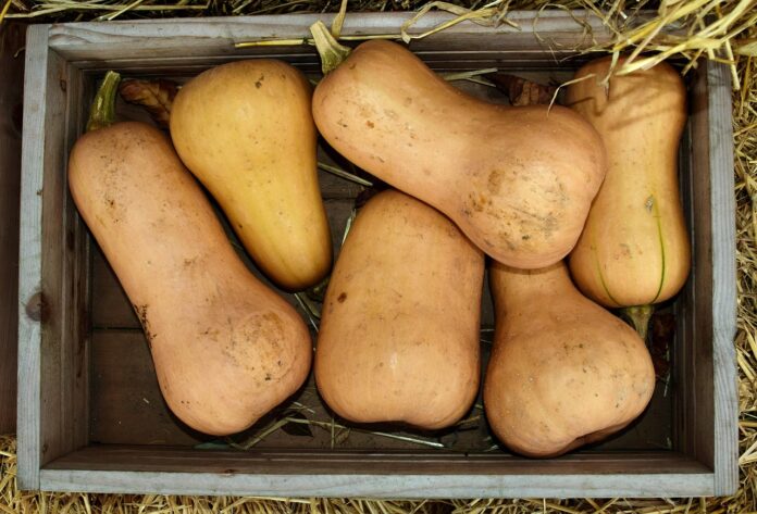 butternut squash butternut squash