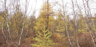 Cooperrider-Kent Bog State Nature Preserve