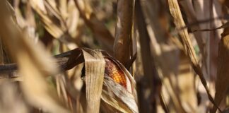 corn