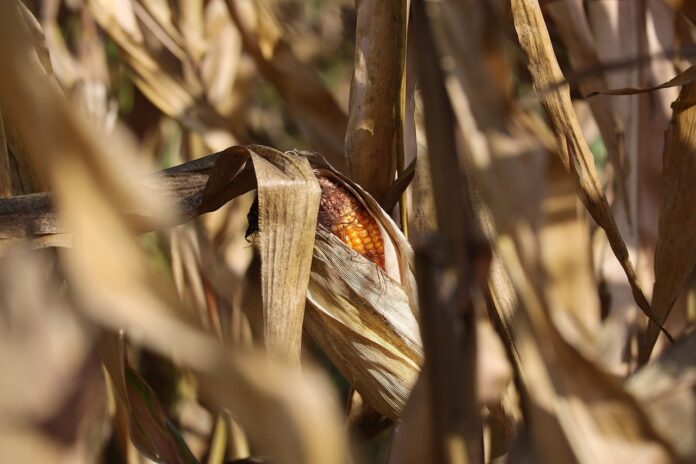 corn corn