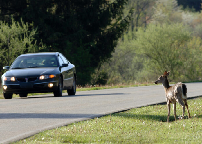 deer on the side of the road deer on the side of the road