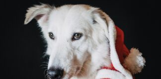 santa dog