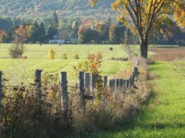 fence
