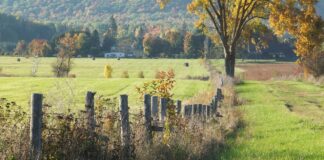 fence