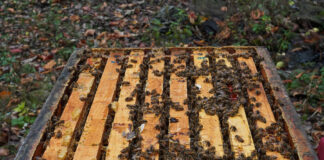 bee hive