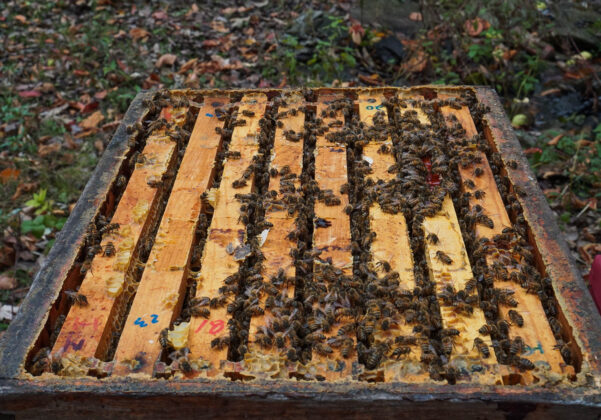 bee hive