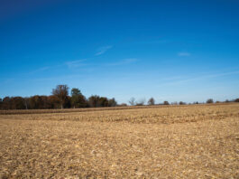 harvested corn