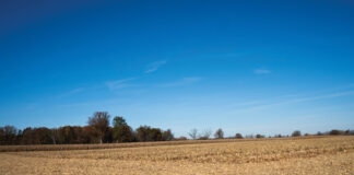 harvested corn