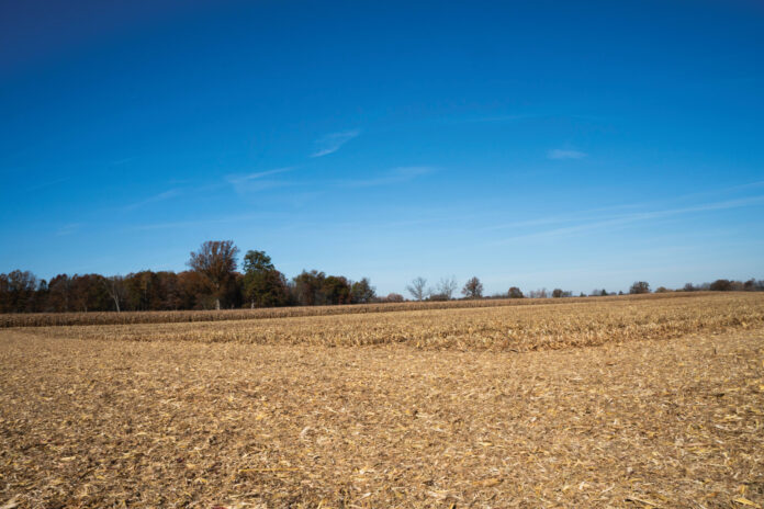 harvested corn harvested corn