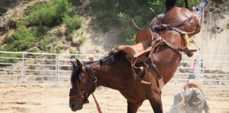 rodeo horse