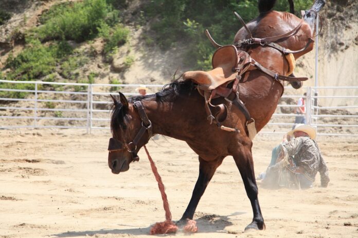 rodeo horse rodeo horse