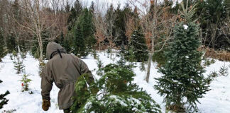Tami Gingrich's Christmas tree