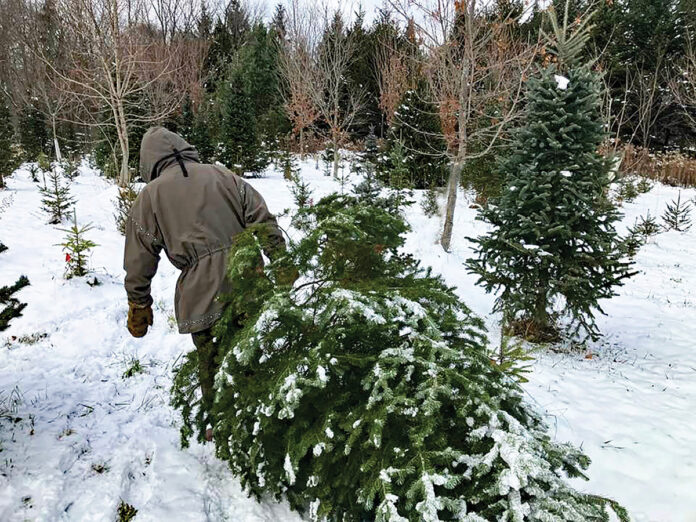 My husband, Phil, dragging out our tree Tami Gingrich's Christmas tree