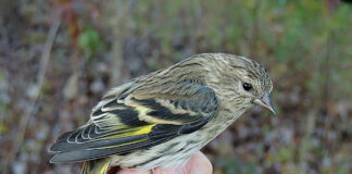 Pine Siskin