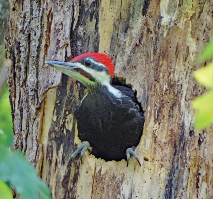 Pileated woodpecker Pileated woodpecker