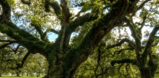 massive oaks