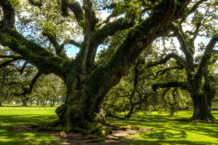 massive oaks massive oaks