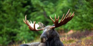 moose