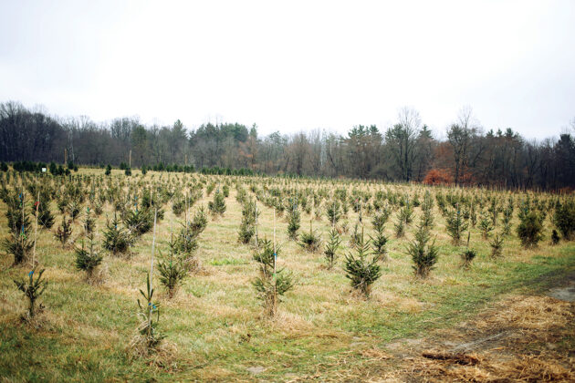 Pioneer Trails Tree Farm