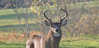 A buck in full rut with impressive antlers
