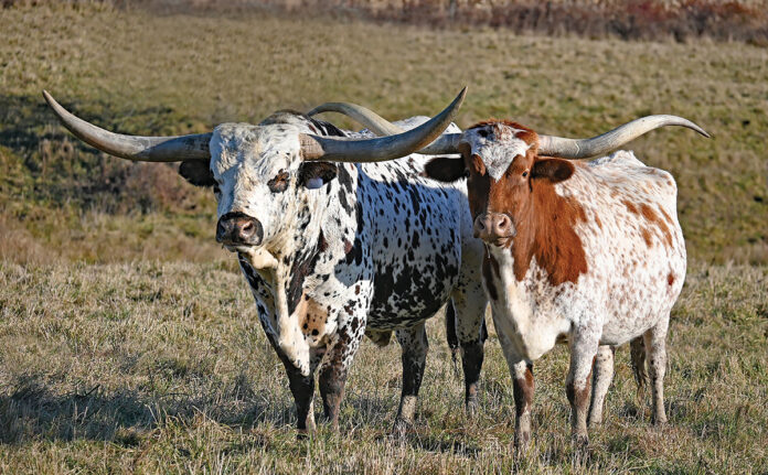 Longhorn cattle