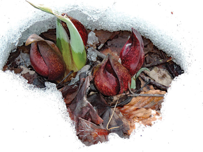 Skunk cabbage flowers displaying thermogenesis Skunk cabbage flowers displaying thermogenesis