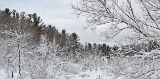 A snowy landscape