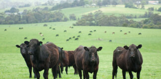 beef