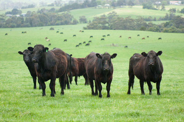 beef beef