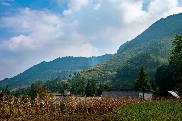 corn in China corn in China