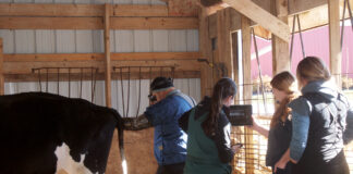 Pregnancy check on a dairy cow