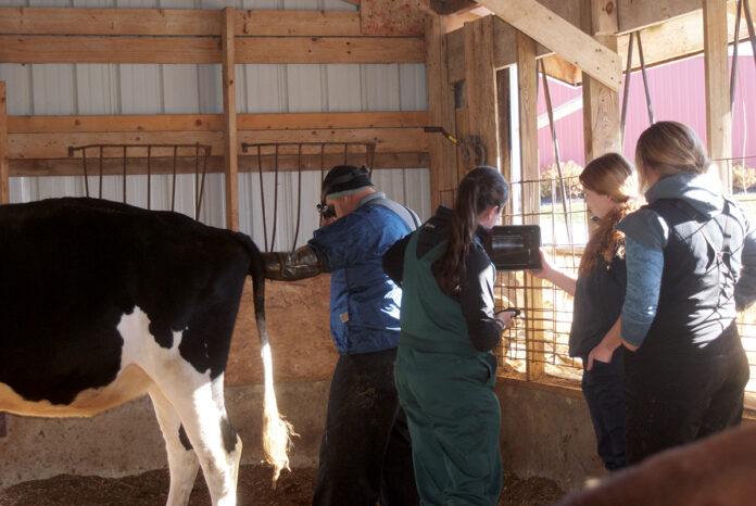 Pregnancy check on a dairy cow Pregnancy check on a dairy cow