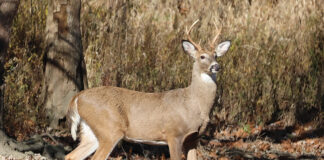 deer
