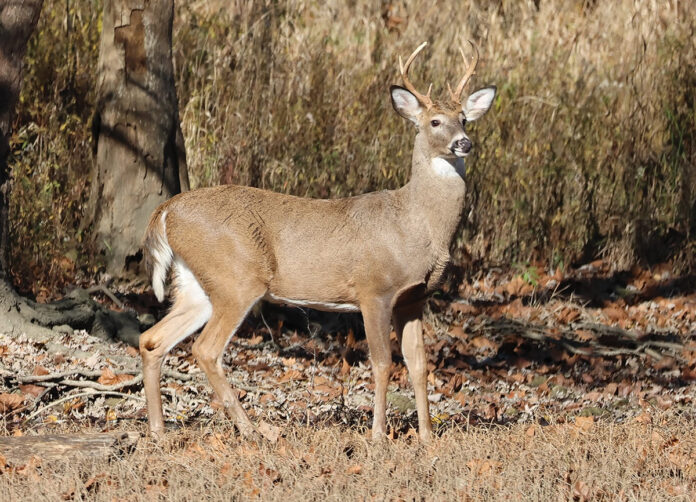 deer deer