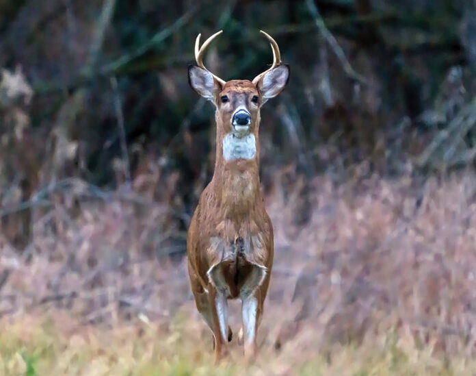 deer deer