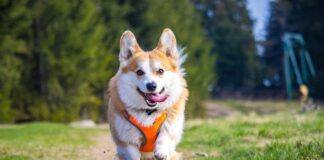 dog