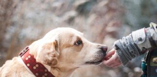 dog