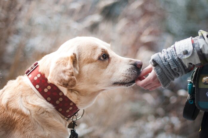 dog dog