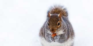 fat squirrel