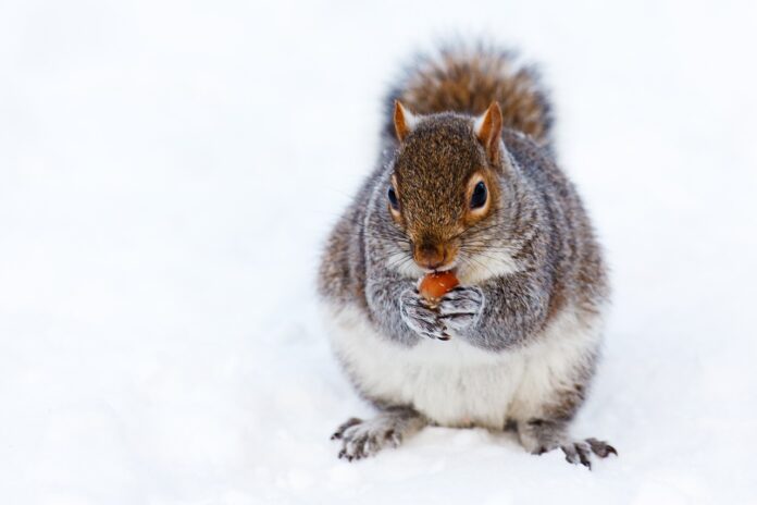 fat squirrel fat squirrel