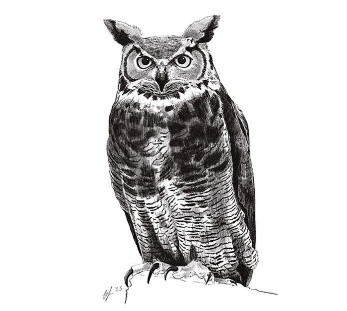 Great Horned Owl Illustration Great Horned Owl Illustration