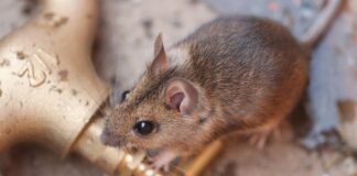 mouse