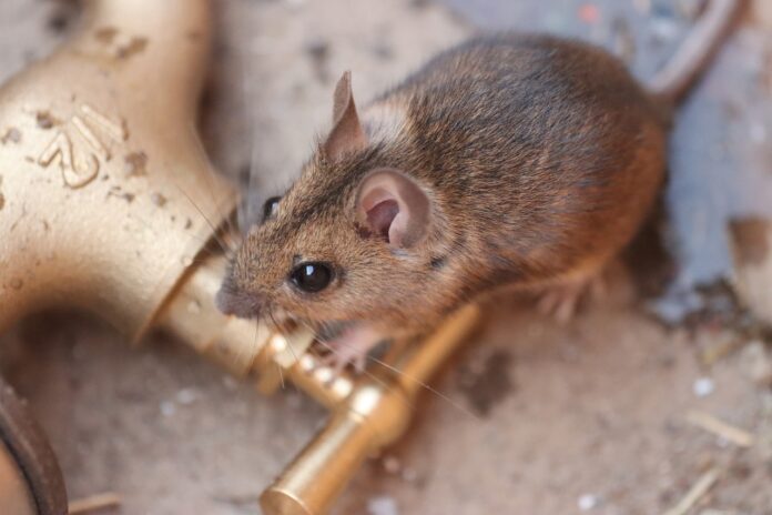 mouse mouse