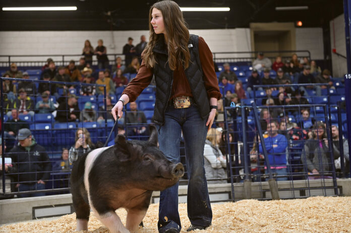 reserve champ hog pa farm show