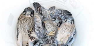 Looking down into a bucket of chicks being lowered for banding