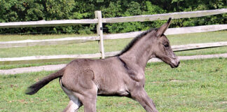 Mule foal